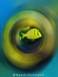 School of Porkfish spinning around by Ramón Domínguez 